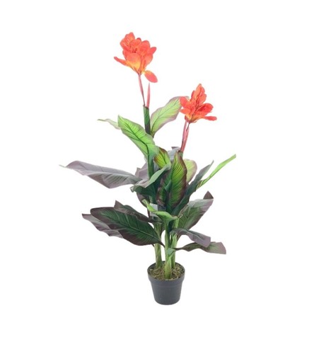 Pianta ornamentale canna lily - pianta,